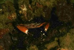 Charybdis hellerii