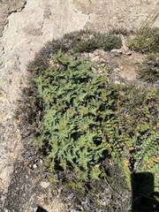 Notholaena standleyi