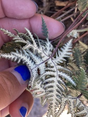 Notholaena standleyi