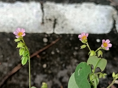 Oxalis barrelieri