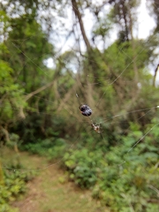 Hypognatha