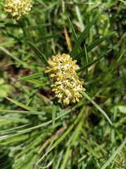Xysmalobium involucratum