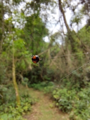 Hypognatha
