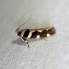 Macrobathra trithyra