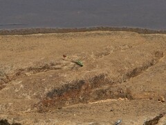 Paragomphus elpidius