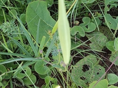 Xysmalobium involucratum