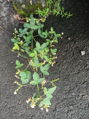 Oxalis barrelieri