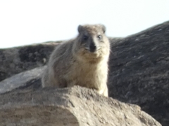 Procavia capensis johnstoni