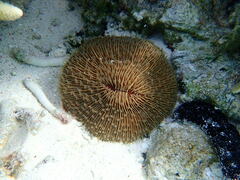 Fungia fungites