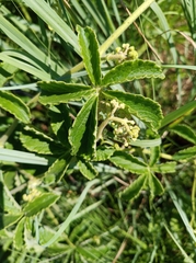 Cyphostemma
