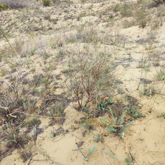 Astragalus brachylobus