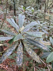Rhododendron formosanum