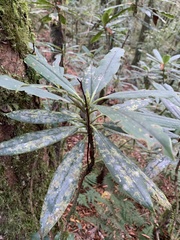 Rhododendron formosanum