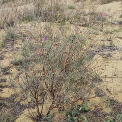 Astragalus brachylobus