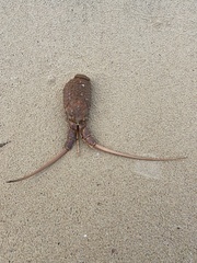 Sagmariasus verreauxi