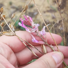 Astragalus brachylobus