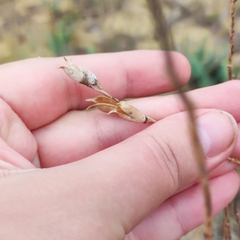Astragalus brachylobus
