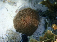 Fungia fungites