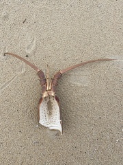 Sagmariasus verreauxi