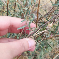 Astragalus brachylobus