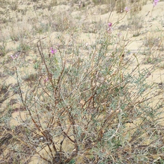 Astragalus brachylobus
