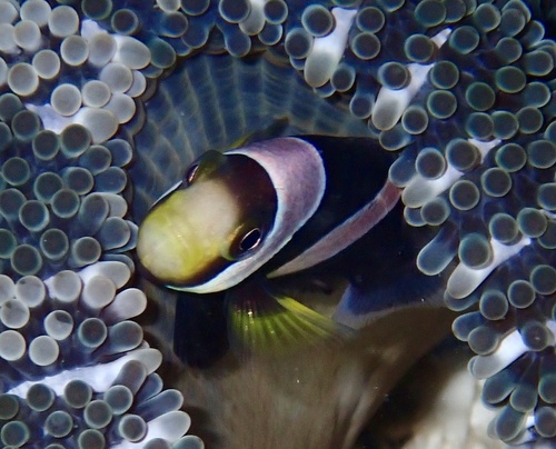 Brownsaddle clownfish (Amphiprion polymnus) — Pomacentridae — 5