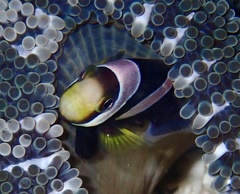 Amphiprion polymnus