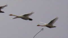 Cygnus columbianus bewickii
