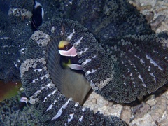 Stichodactyla haddoni