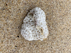 Plesiastrea versipora