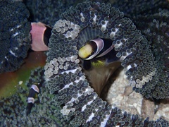 Stichodactyla haddoni