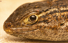 Trachylepis capensis