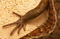 Trachylepis capensis