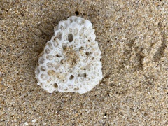 Plesiastrea versipora
