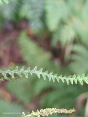 Micropolypodium okuboi