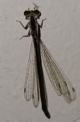 Zygoptera