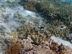 Rhinecanthus aculeatus