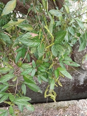 Ohwia caudata