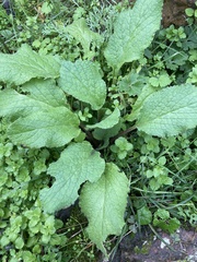 Borago