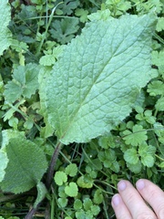 Borago