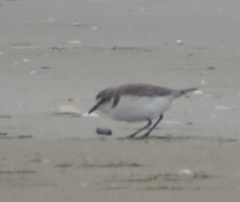 Charadrius ruficapillus