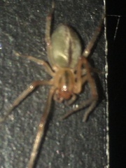 Cheiracanthium gracile