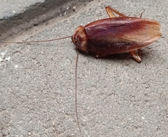 Periplaneta americana