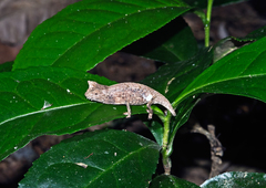 Brookesia superciliaris