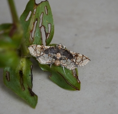 Omphisa anastomosalis