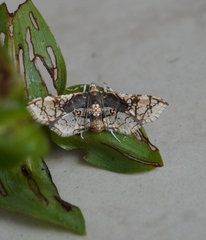 Omphisa anastomosalis
