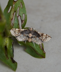 Omphisa anastomosalis