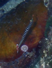 Dunckerocampus dactyliophorus