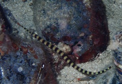 Dunckerocampus dactyliophorus