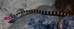 Dunckerocampus dactyliophorus